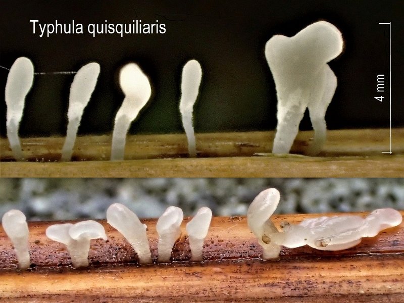 Typhula quisquiliaris-amf403.jpg